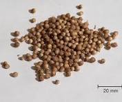 Coriander 